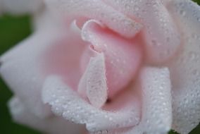 delicate pink rose bud and dew drops