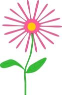 daisy pink plant drawing