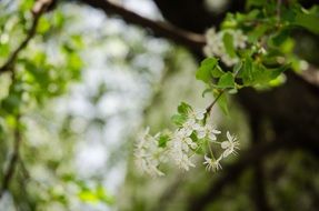 Close-up of the beautiful white flowers with green leaves on the branches