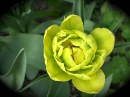 light green tulip among leaves