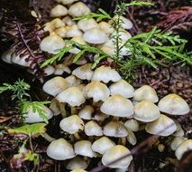 bunch of little mushrooms