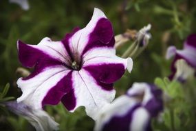 white-purple flower close-up