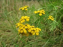 yellow tansy is a field plant