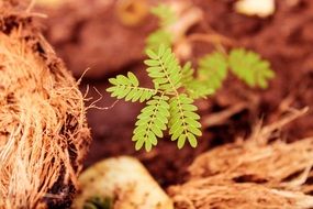 young green leaves in the forest close-up on blurred background