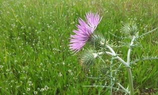 Beautiful thistle in Portugal