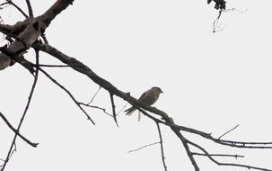 bird on the dead tree