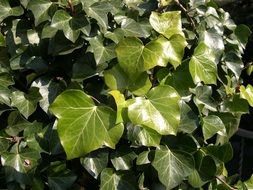 ivy climber leaf