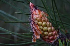 exotic flower in a botanical garden