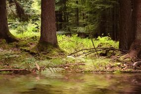 quiet stream in the forest