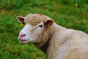 brown sheep on pasture