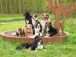 Cute Australian Sheperds
