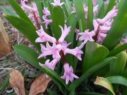 Purple hyacinth flowers