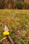 flower yellow dandelion