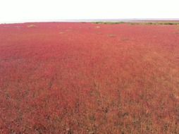 landscape of beach with red aquatic plants