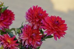 bouquet of red spring flowers