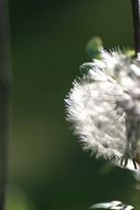 white herb filigree