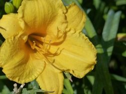 unimaginable flower lily yellow