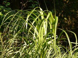 elephant grass in the sunlight