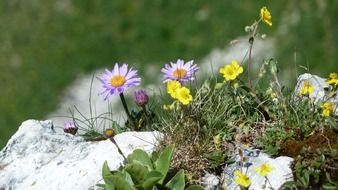 mountain flowers on the cliff side