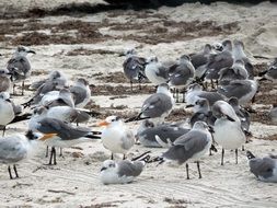 seagulls on the seashore