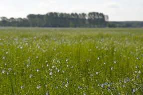 flowering wild field in the Flanders