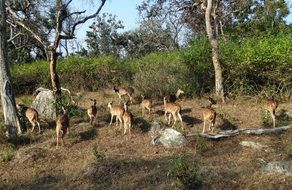 spotted deer in the national park of Karnataka