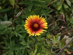 colorful wild flower in the meadow