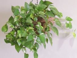 green climbing plant in a flowerpot on the wall