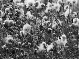 black white image of a plant with fluff