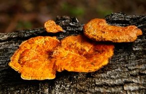 orange mushrooms on the tree