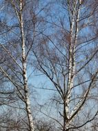 view of the blue sky through the trees of a birch grove