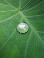 water drop on green leaf close up