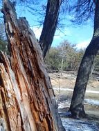 old fallen trees in the mountains