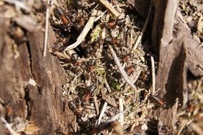 Colorful ants on a tree stump