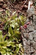 small red beetle