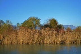 high brown reed on the shore