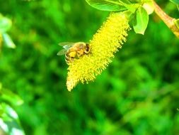 bee spring pasture insect nature
