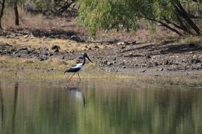 Jabaroo in water