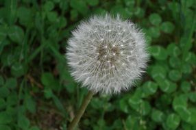 White dandelion aerial seeds