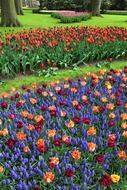 alley of tulips in the park