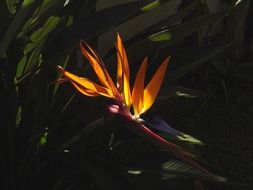 bird of paradise flower, Strelitzia reginae