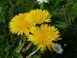 yellow dandelions among meadow