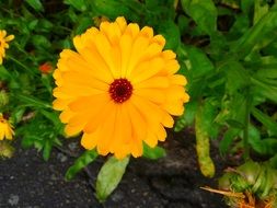 yellow decorative garden flower close-up