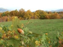 young oak with acorn on a green field