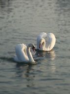 white swans in the pond in Krakow