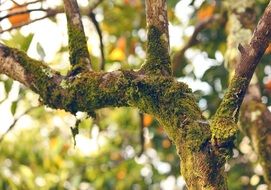 moss on orange tree branch