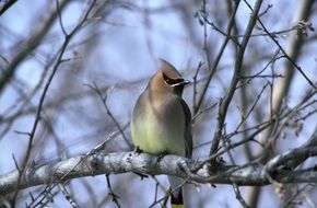 cedar waxwing bird on tree branch