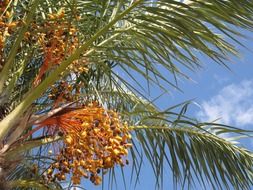 palm tree in summer