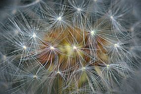 macro shot of dandelion