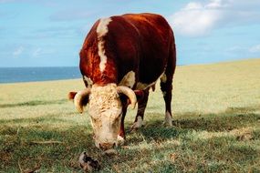 Brown bull cow on pasture field